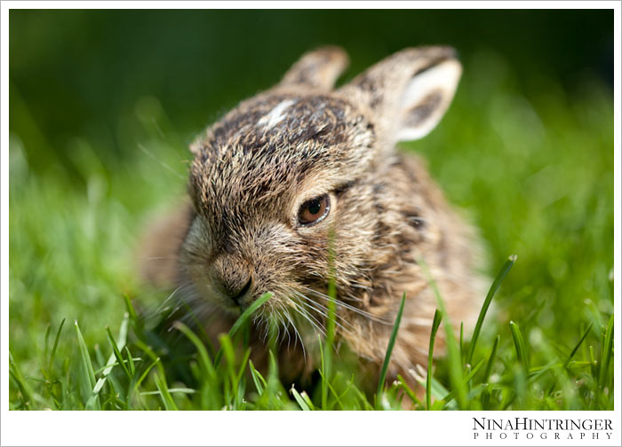 Hare Hugo | 2 years ago - Blog of Nina Hintringer Photography - Wedding Photography, Wedding Reportage and Destination Weddings