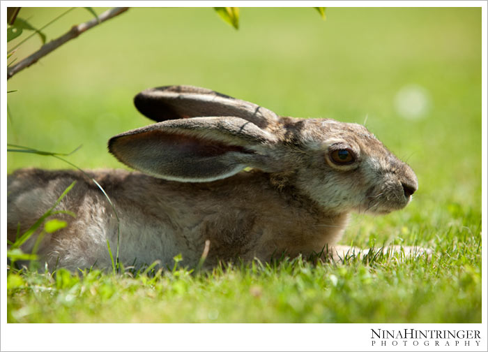 Hare Hugo | 2 years ago - Blog of Nina Hintringer Photography - Wedding Photography, Wedding Reportage and Destination Weddings