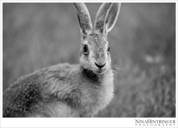 Hare Hugo | 2 years ago - Blog of Nina Hintringer Photography - Wedding Photography, Wedding Reportage and Destination Weddings