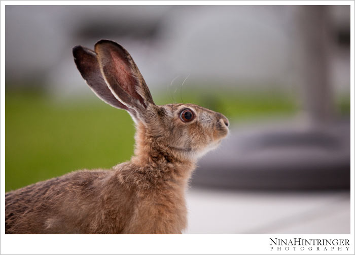 Hare Hugo | 2 years ago - Blog of Nina Hintringer Photography - Wedding Photography, Wedding Reportage and Destination Weddings