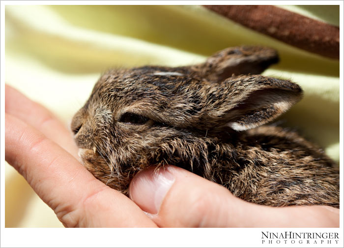 Hare Hugo | 2 years ago - Blog of Nina Hintringer Photography - Wedding Photography, Wedding Reportage and Destination Weddings