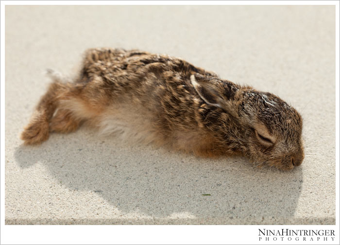 Hare Hugo | 2 years ago - Blog of Nina Hintringer Photography - Wedding Photography, Wedding Reportage and Destination Weddings