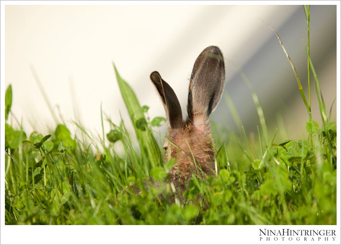 Hare Hugo | 2 years ago - Blog of Nina Hintringer Photography - Wedding Photography, Wedding Reportage and Destination Weddings