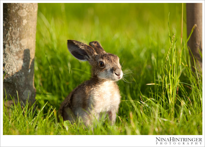 Hare Hugo | 2 years ago - Blog of Nina Hintringer Photography - Wedding Photography, Wedding Reportage and Destination Weddings